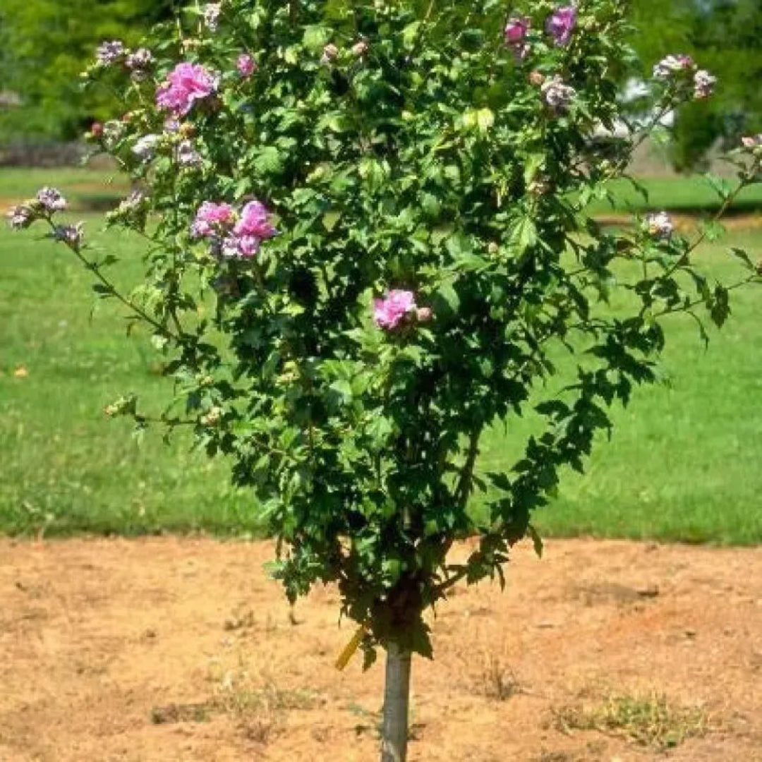 Variegated Althea Tree