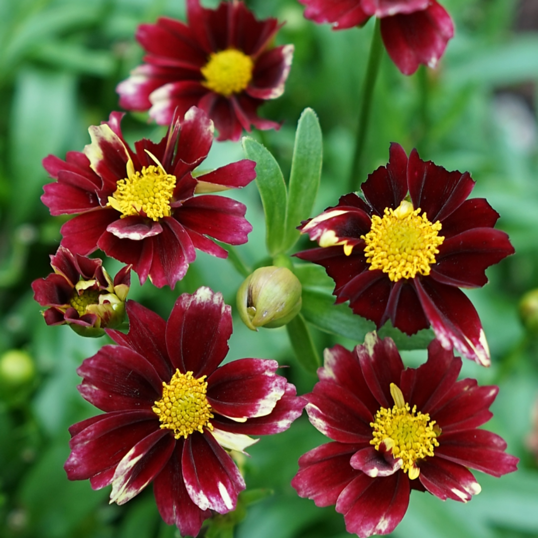 Coreopsis Li&