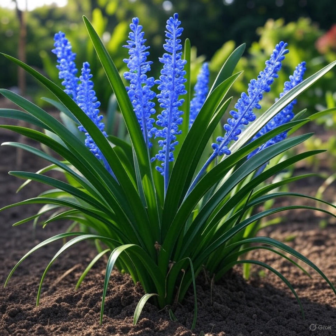 Liriope Muscari Big Blue