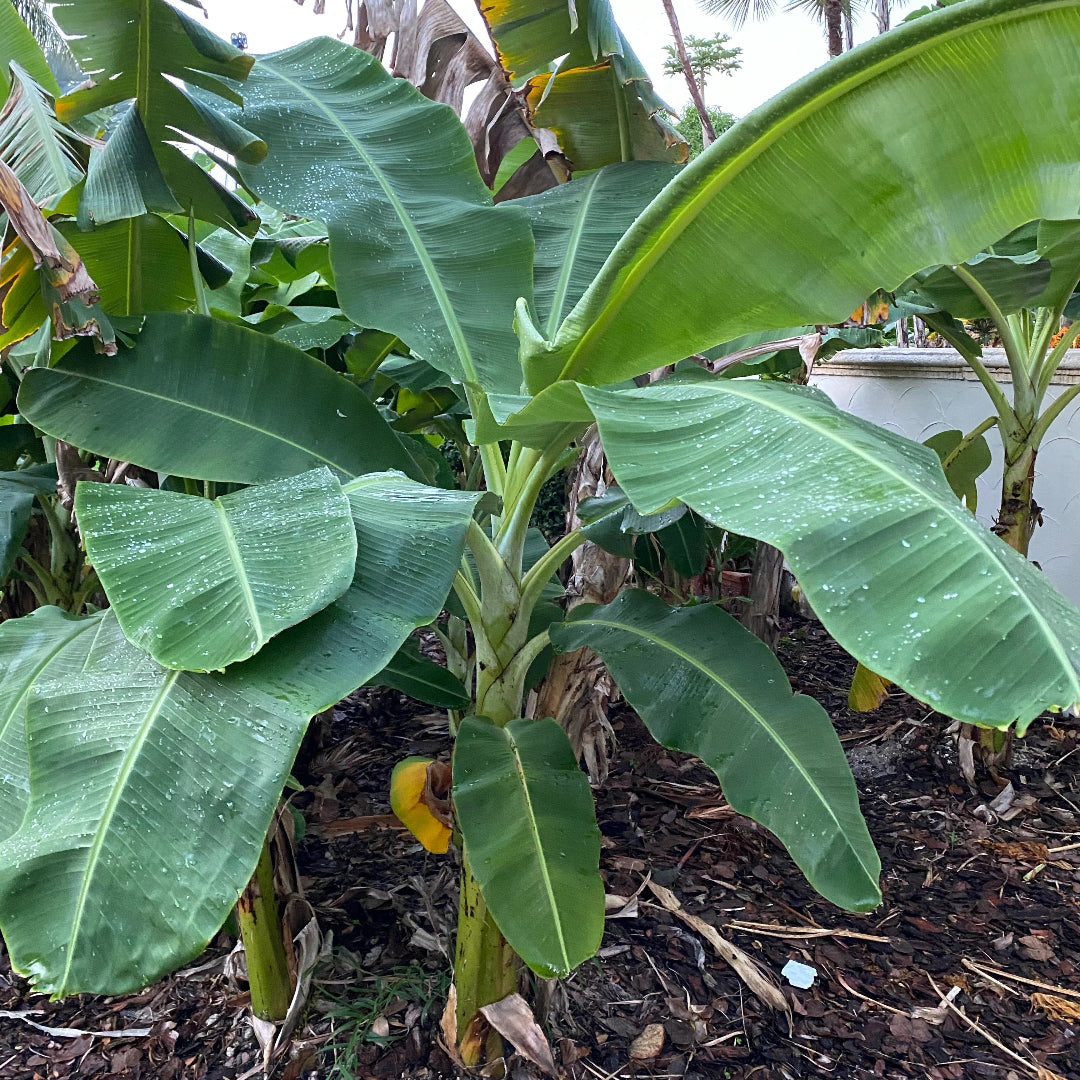 Banana plant with broad green leaves in landscape