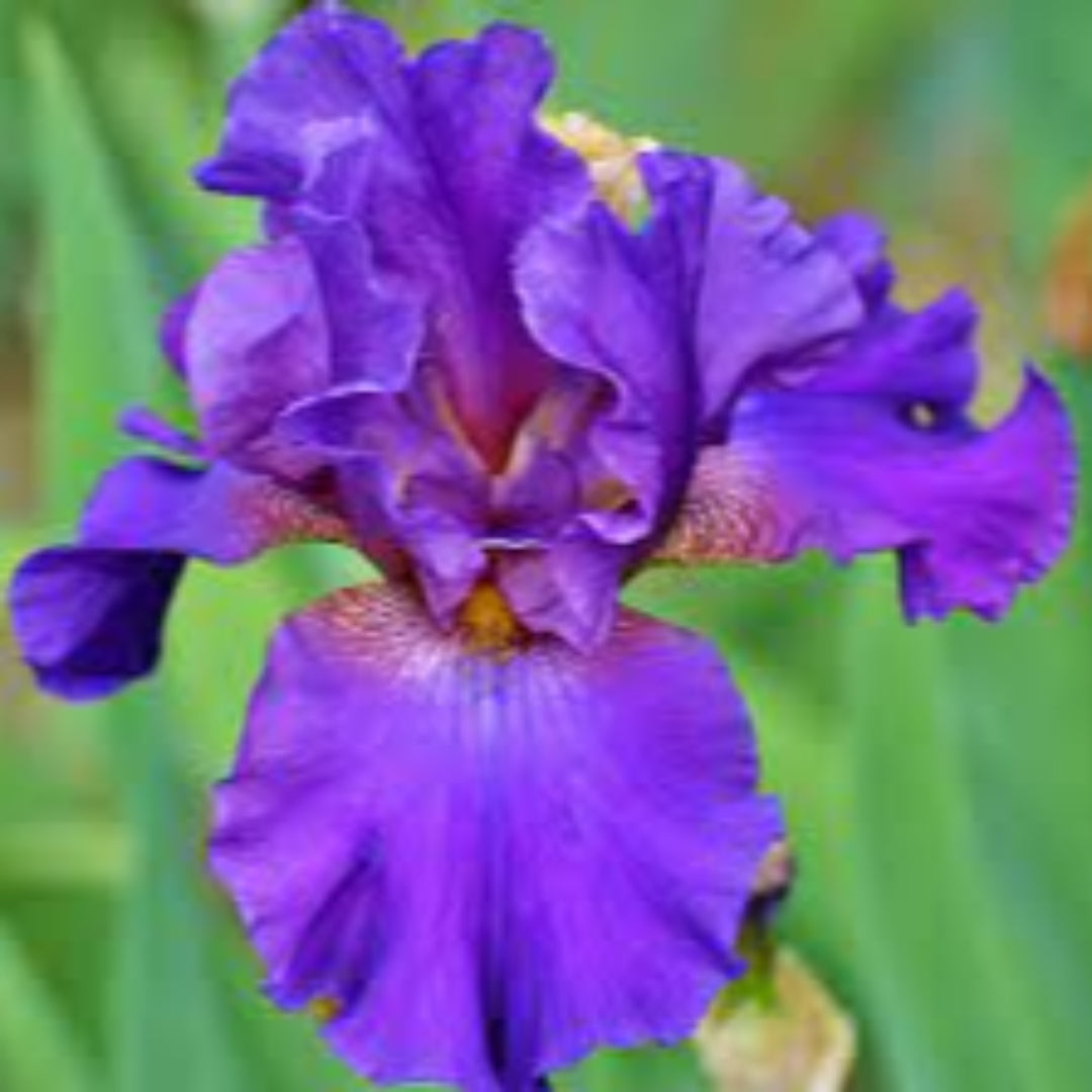 Purple-Blue Flower, Petals Edged with White, Blooms In Spring and Again In Fall.