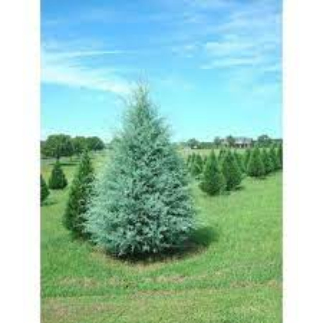 Blue Ice Arizona Cypress Tree - (Christmas Tree)