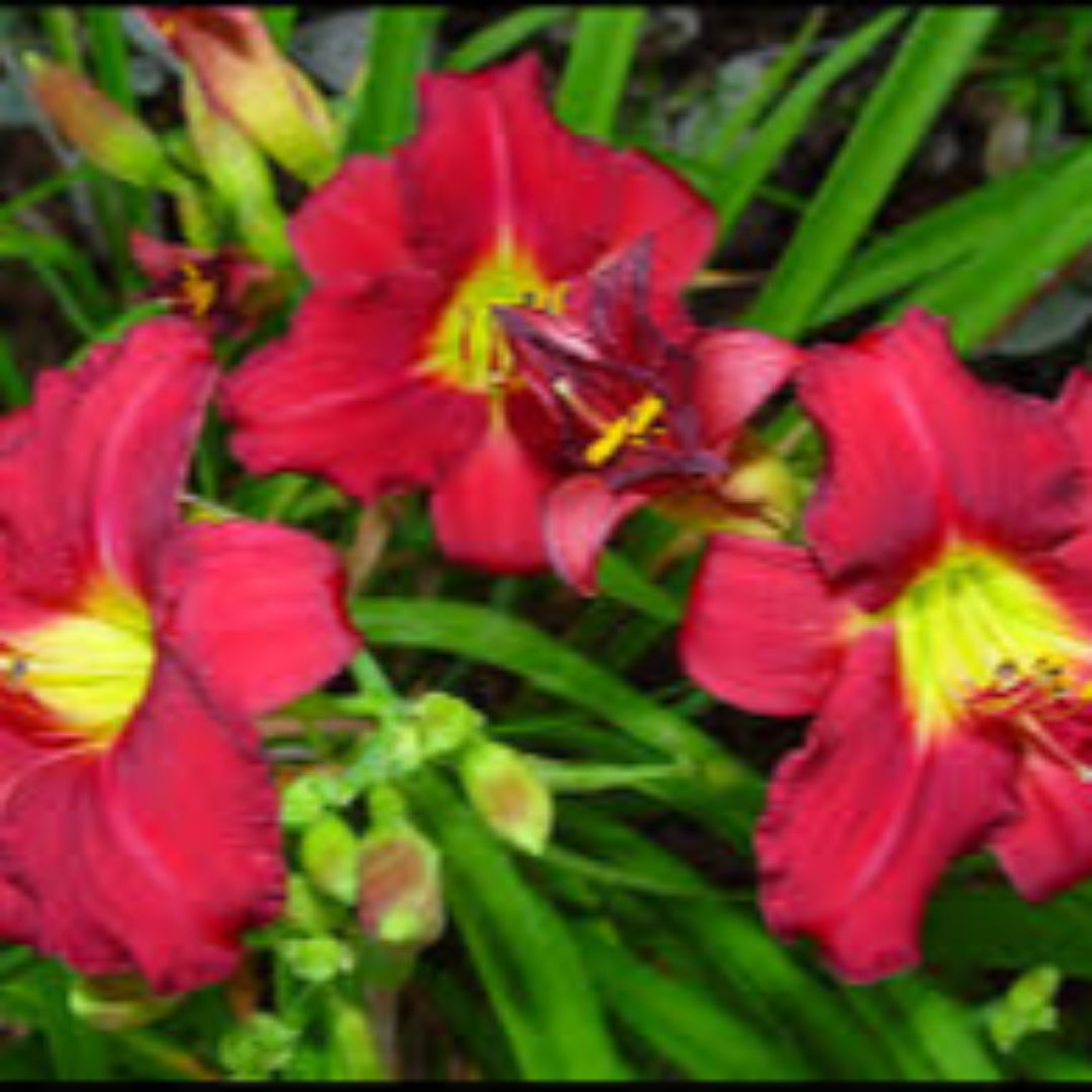 Hemerocallis &