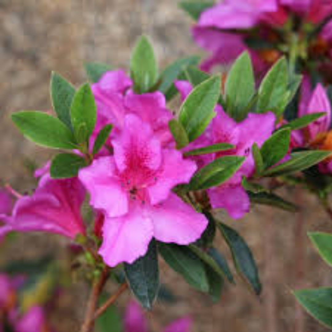 Southern Charm Azalea