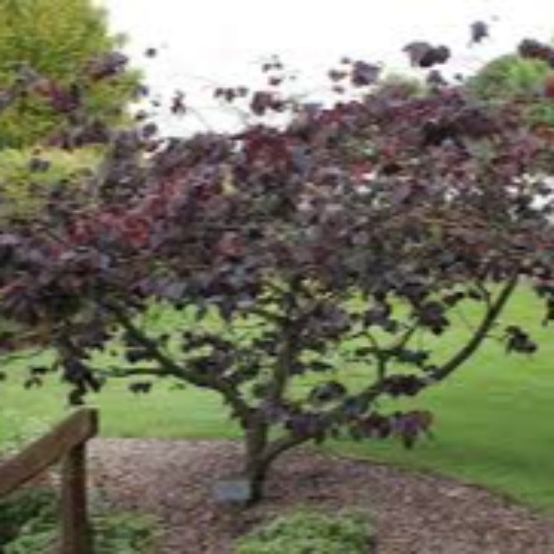 Forest Pansy Redbud Tree