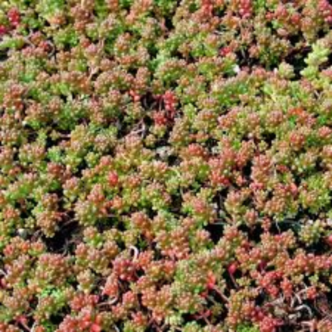 Sedum Album &