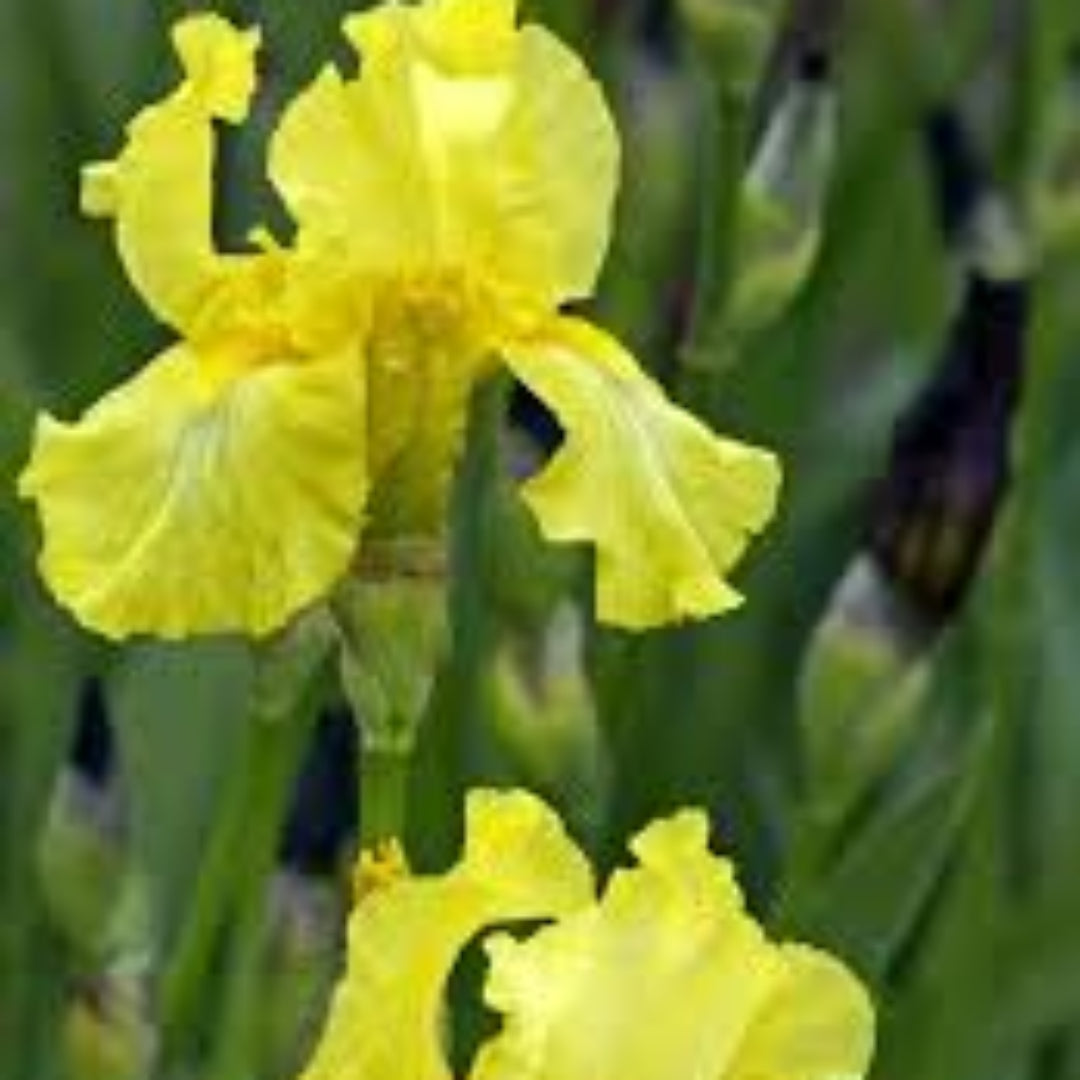 Iris Germanica &