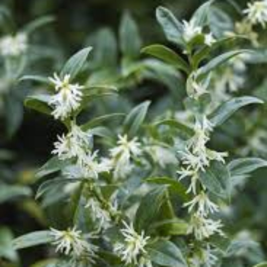 Sarcococca Sweet Box