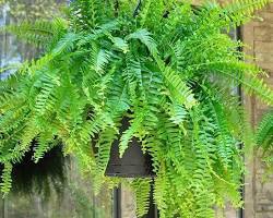Japanese Holly Fern — Hanging Basket (Live Plant)