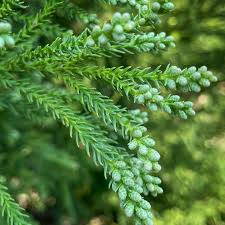 Cryptomeria Yoshino Tree Evergreen Foliage