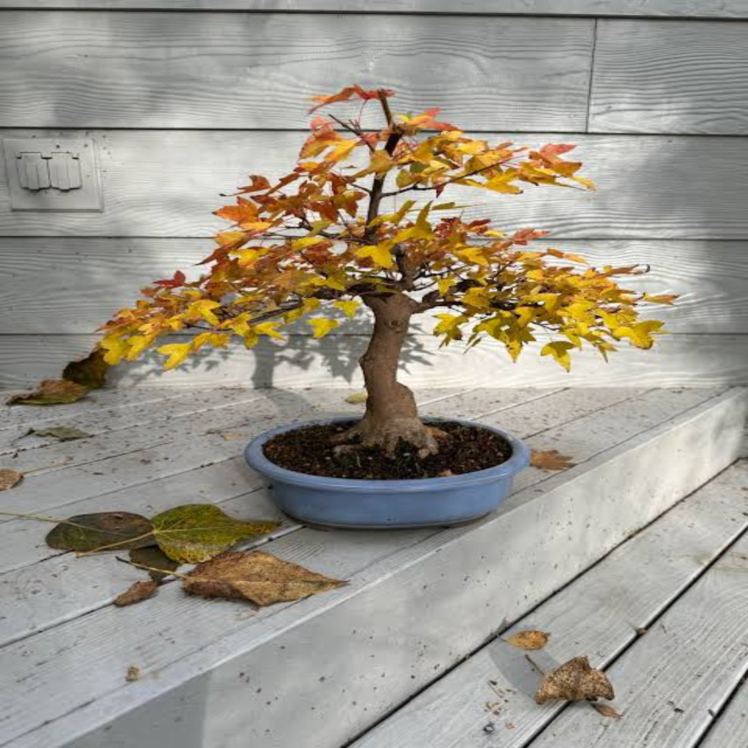 Trident Japanese Maple