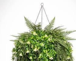 Japanese Holly Fern — Hanging Basket (Live Plant)
