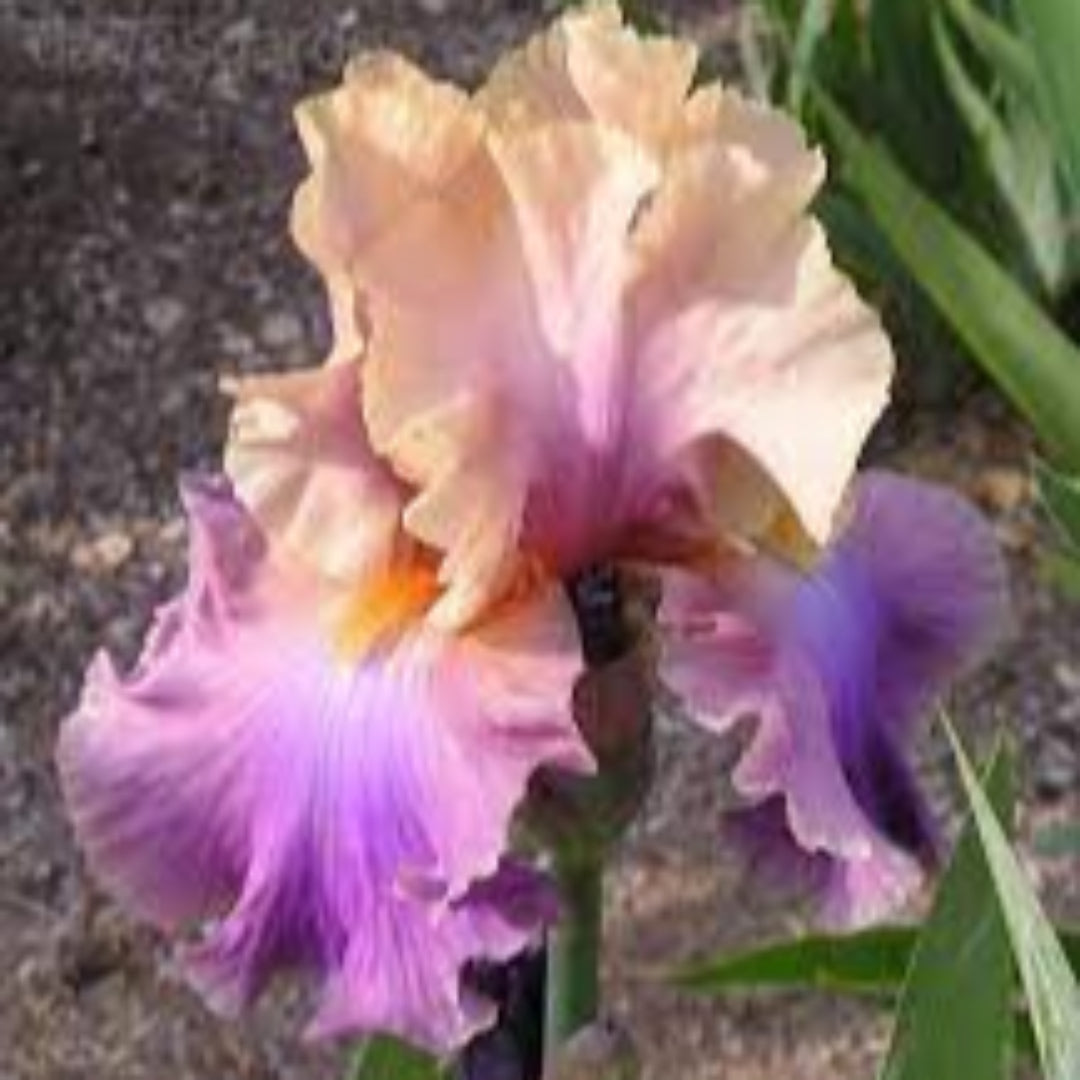 Peach-Pink Standards with Orchid-Violet Falls. Profuse Bloomer.