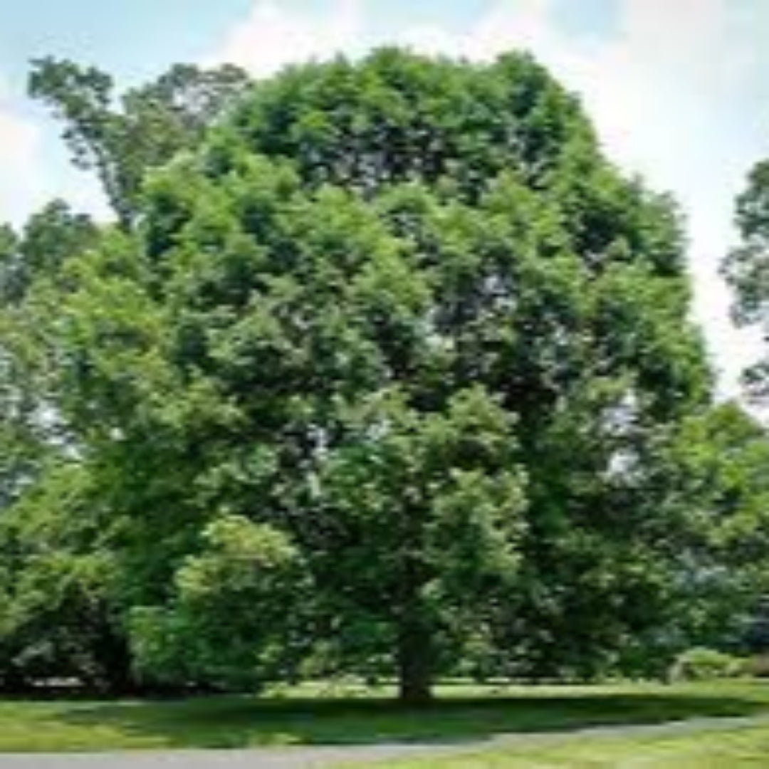 White Oak Tree