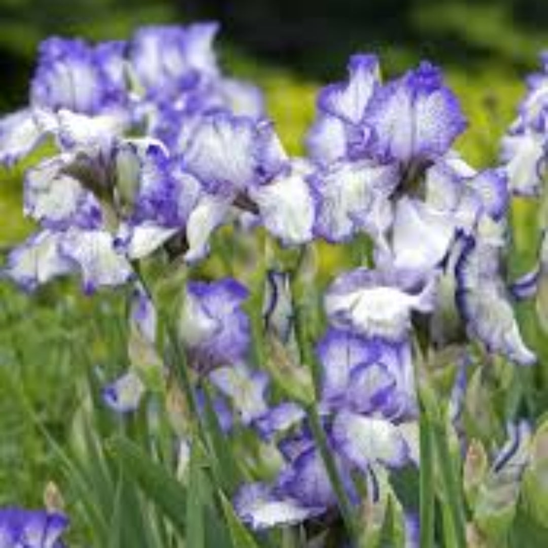 Germanica Autumn Circus Bearded German Iris