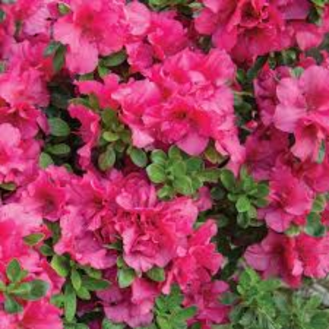 Bloom N Again Azaleas Pink Explosion