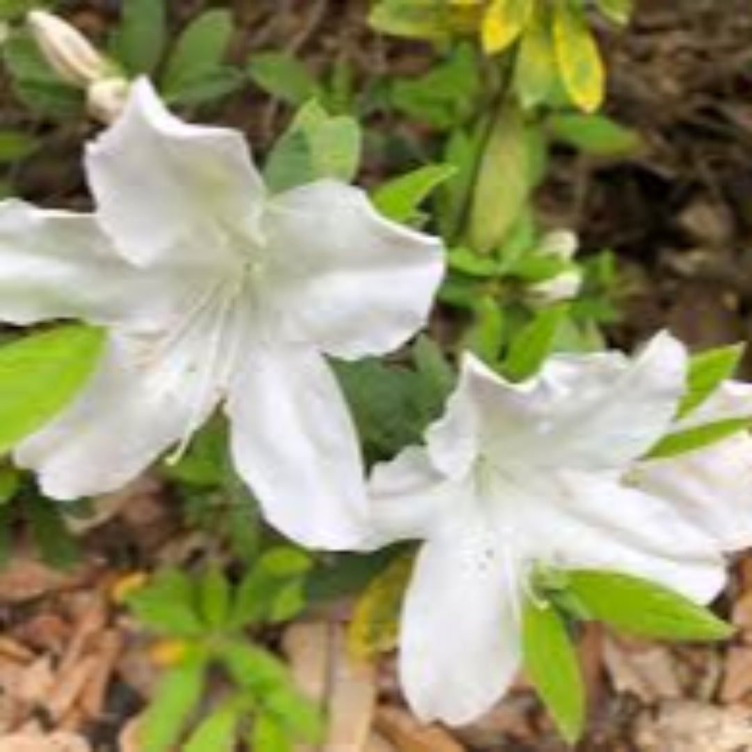 Mrs.G.G Gerbing Azalea