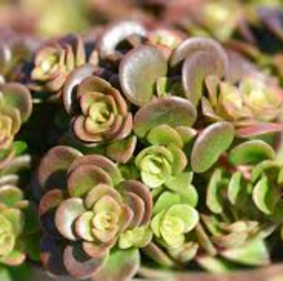 Sedum Tetractinum Chinese Sedum 10 count flat of 4.5" pots