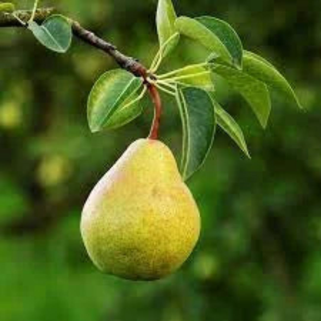 4-in-1 Pear Cocktail Tree