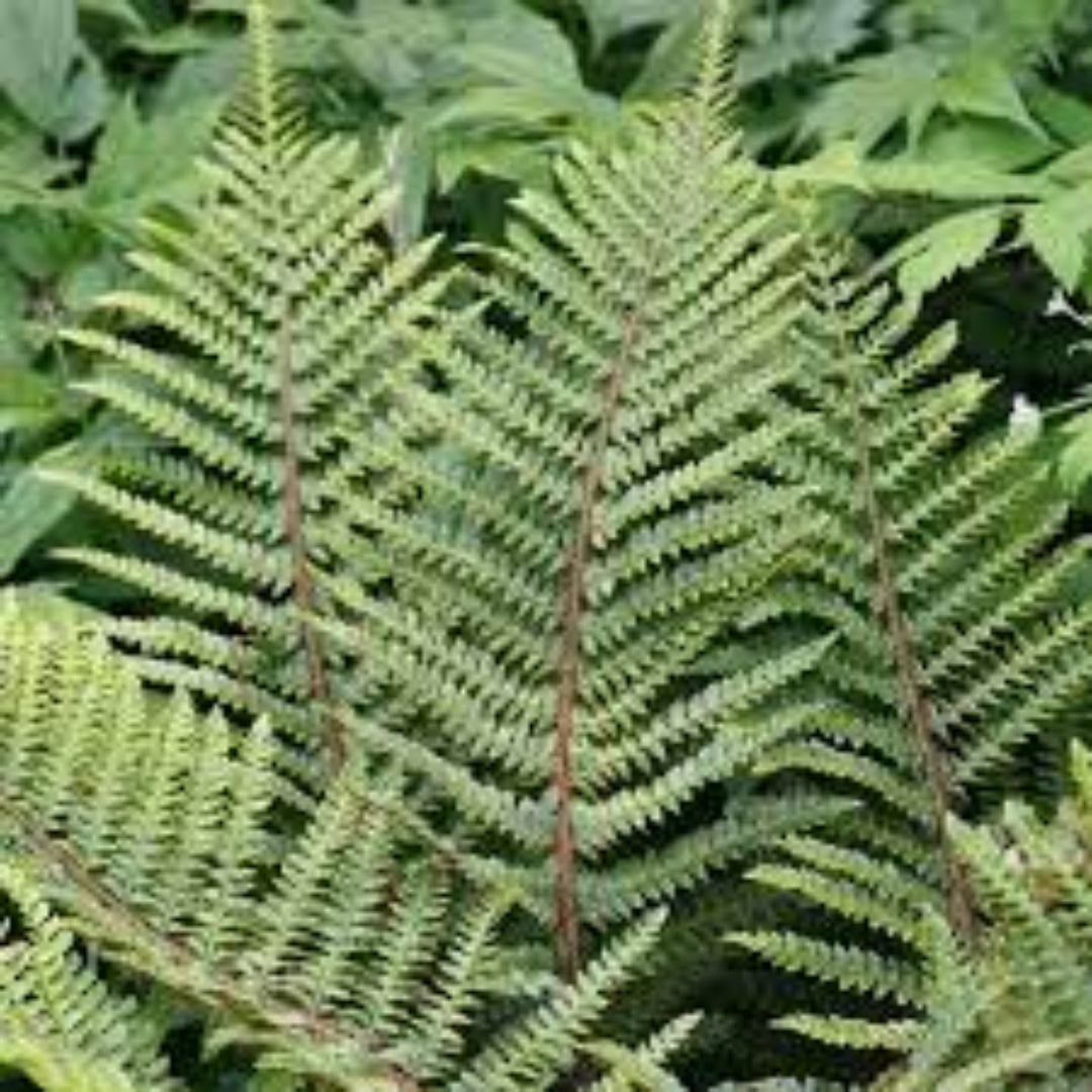 Japanese Tassel Fern