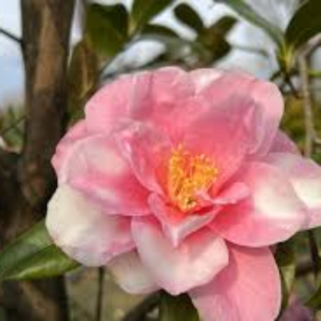 Shibori-Egao Camellia