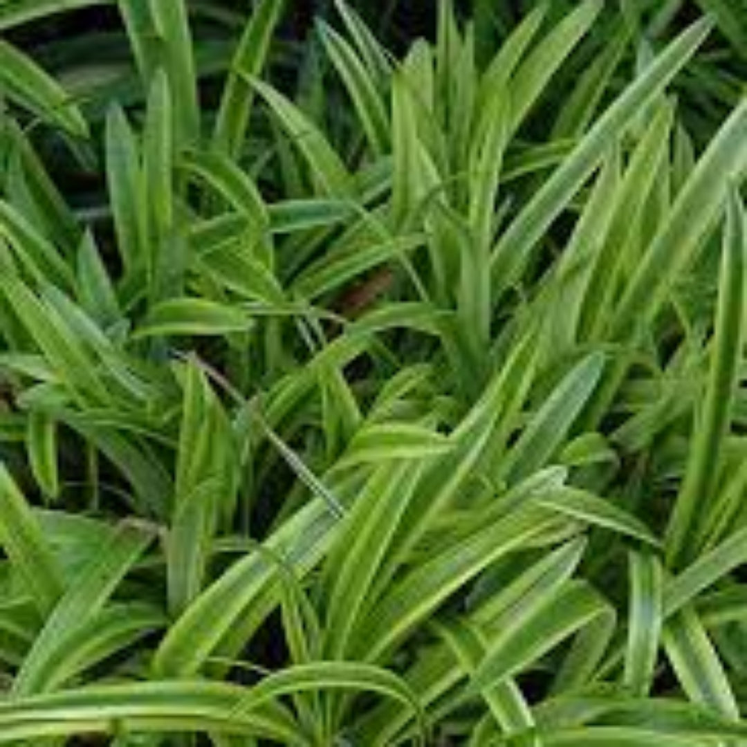 Liriope Muscari Variegata | Liriope Muscari Variegata is a medium-sized plant with green leaves that have creamy yellow margins. It grows in zones 5-10 and is grown naturally.