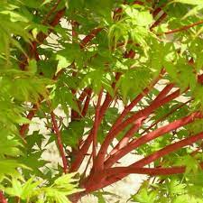 Glowing Embers Japanese Maple