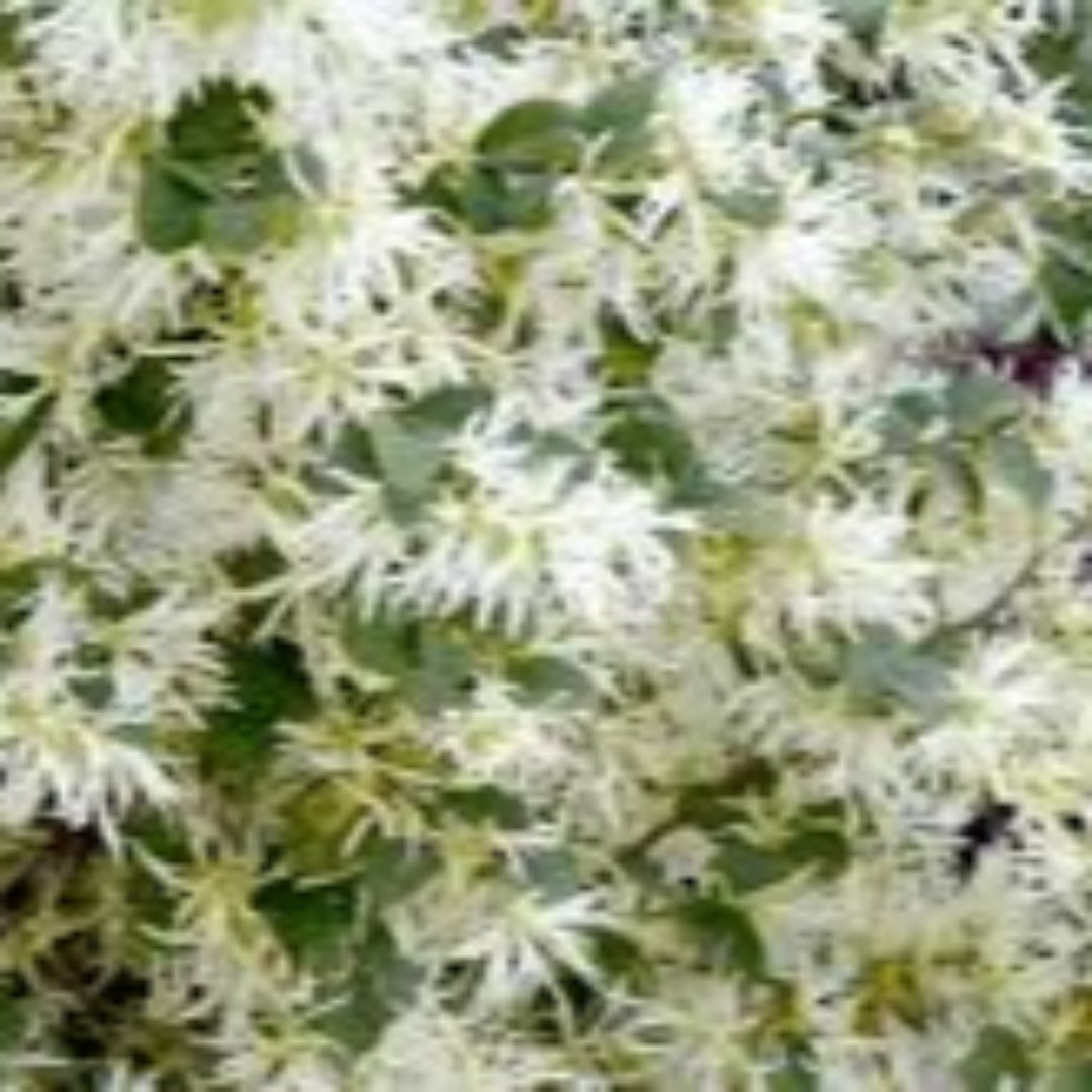 Emerald Snow Loropetalum green foliage view