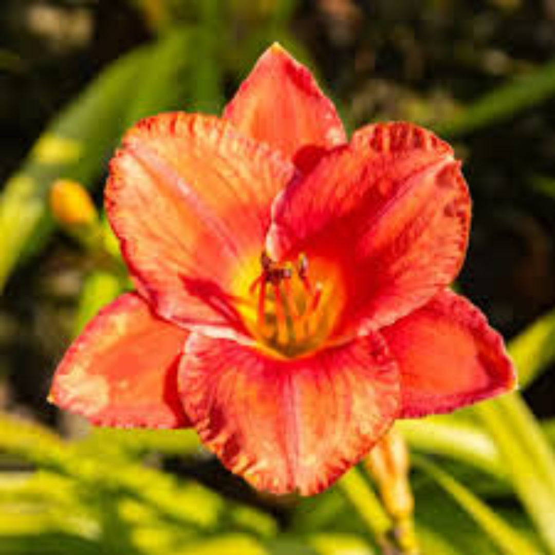 South Seas Daylily