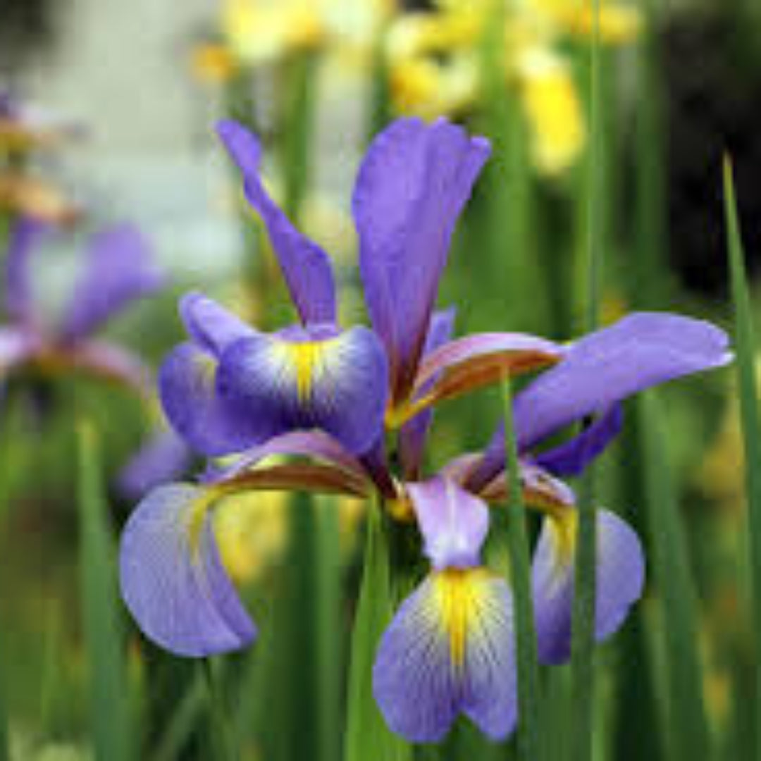 Blue Iris