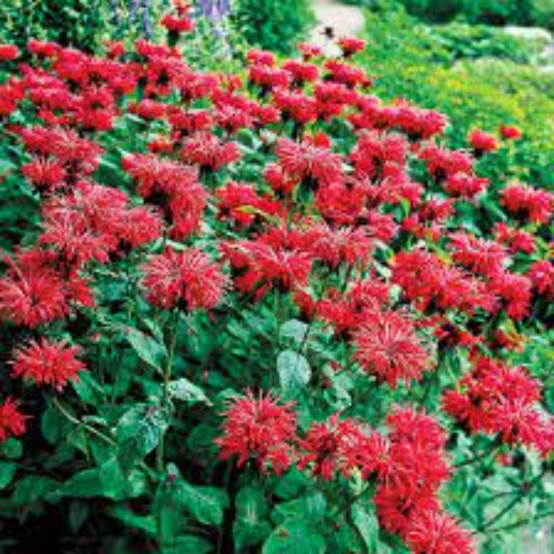 Monarda Sugar Buzz® &