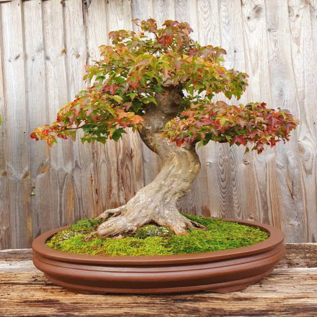 Trident Japanese Maple