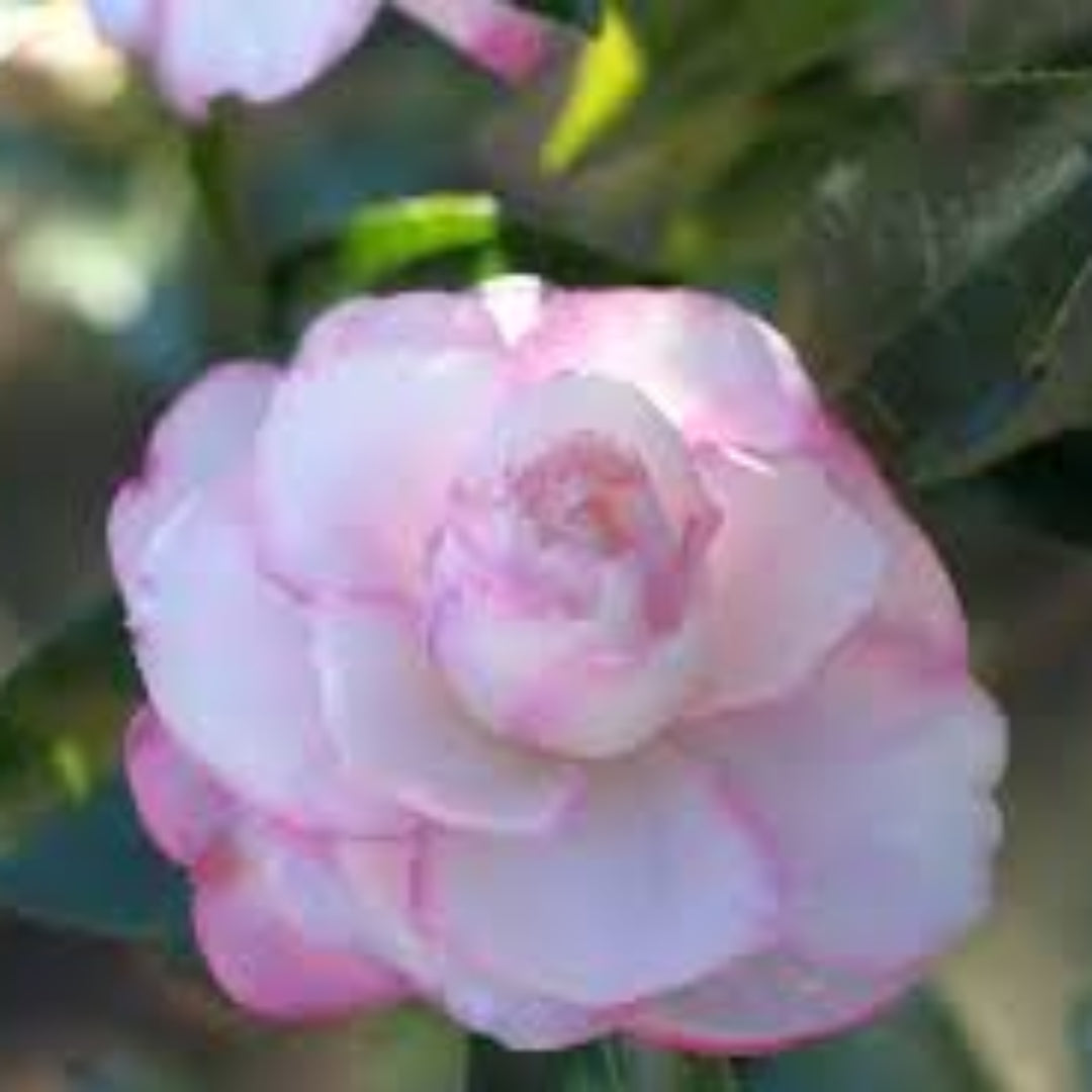 Leslie Ann Camellia Sasanqua
