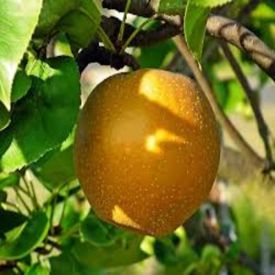 Asian Pear Tree Plant with developing fruit and healthy foliage