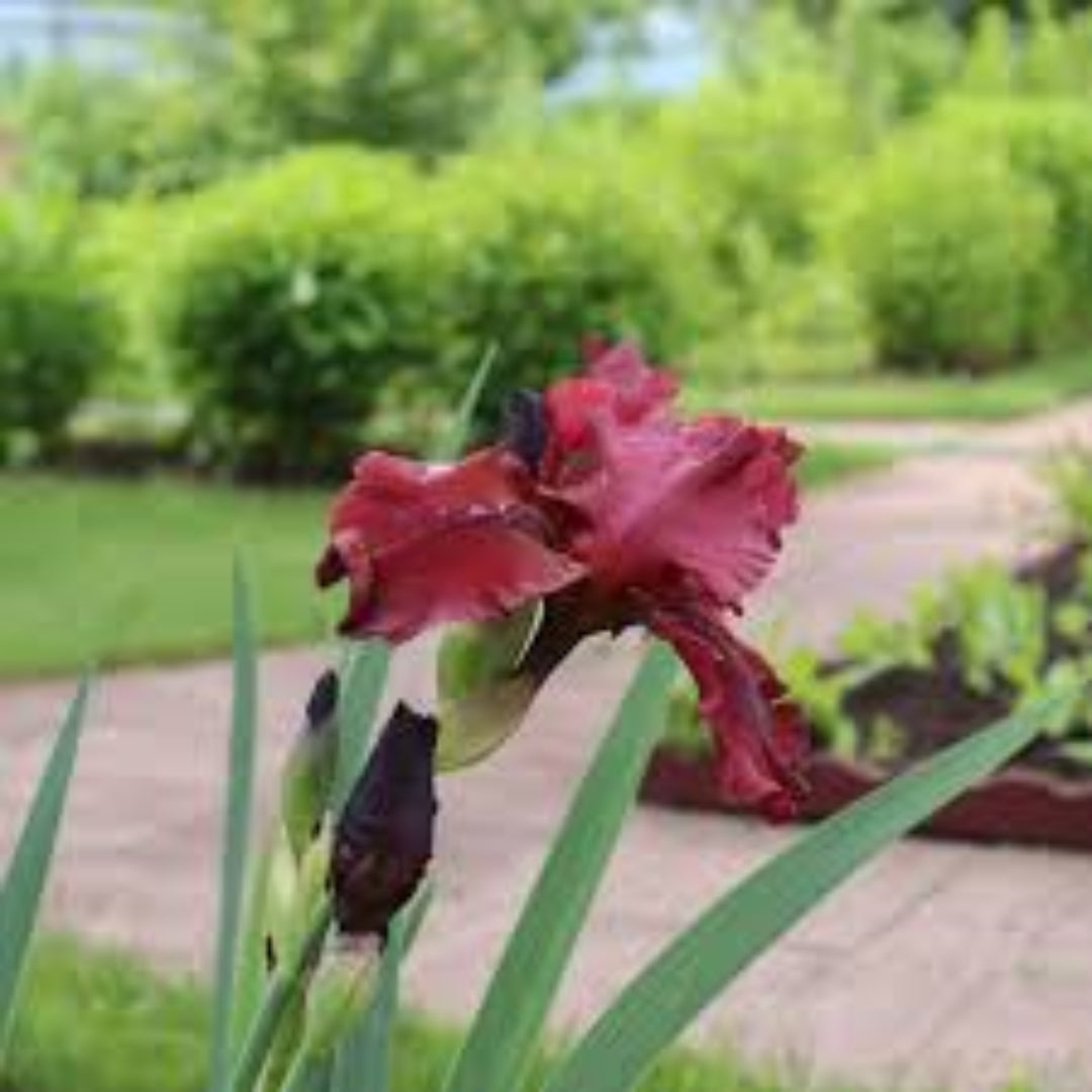 Iris Red Velvet Elvis