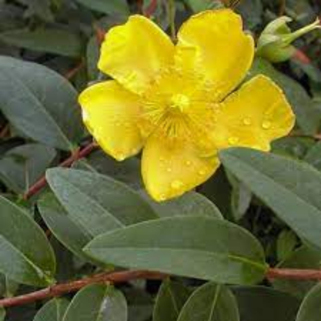 Hypericum &