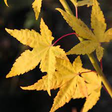 Bihou Japanese Maple