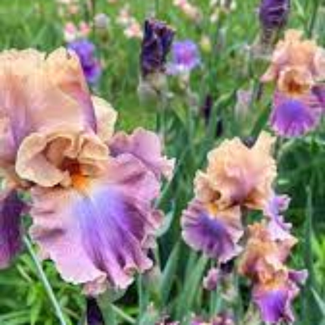 Peach-Pink Standards with Orchid-Violet Falls. Profuse Bloomer.