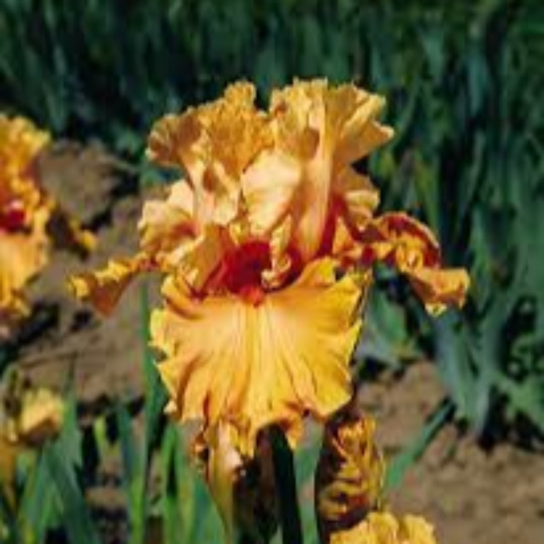 Iris Germanica &