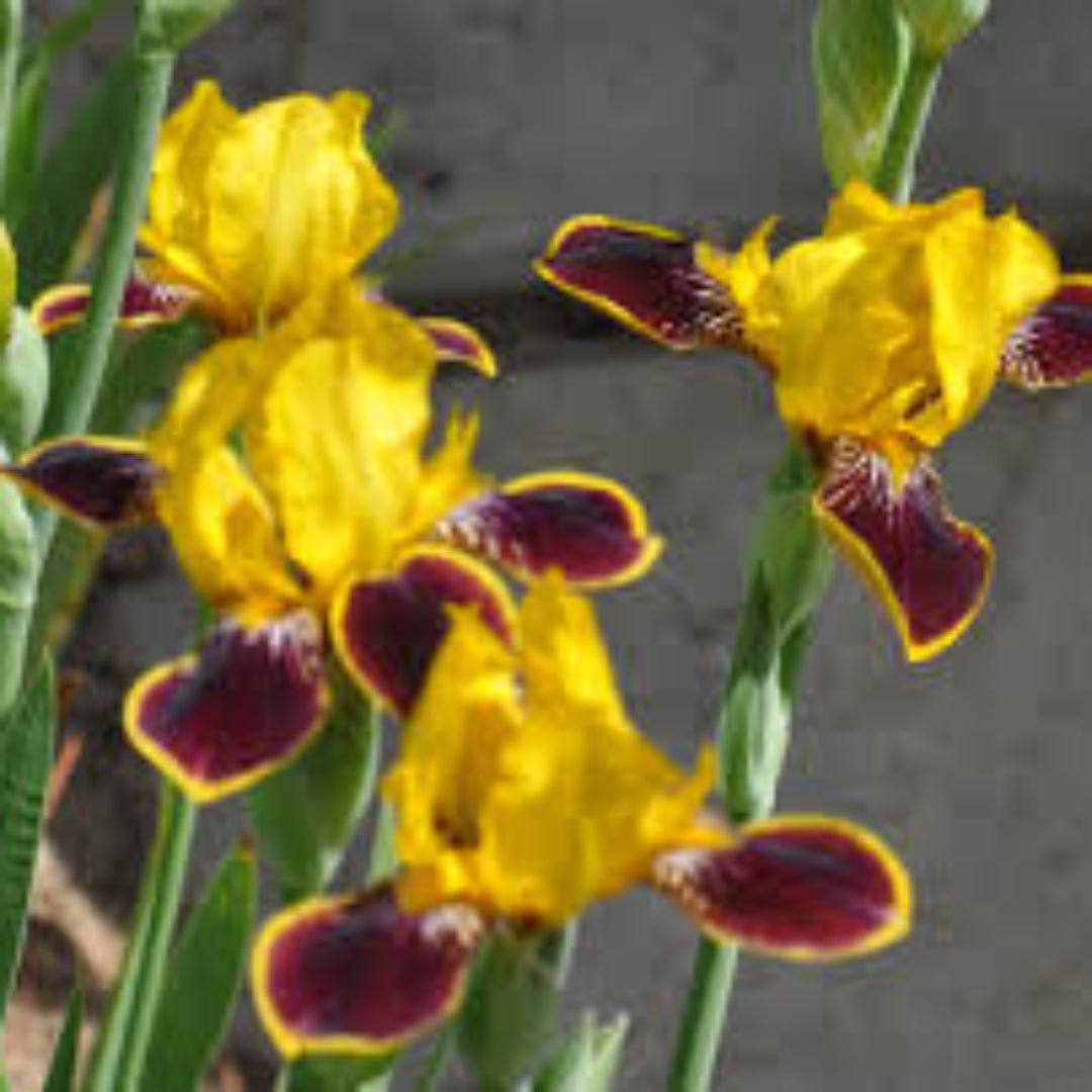 Canary Yellow Standards with Deep Magenta Falls