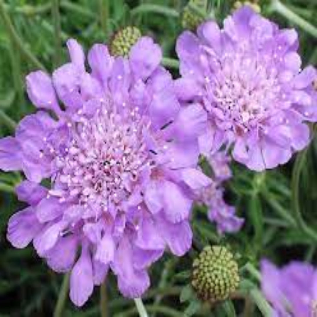 Scabiosa columbaria &