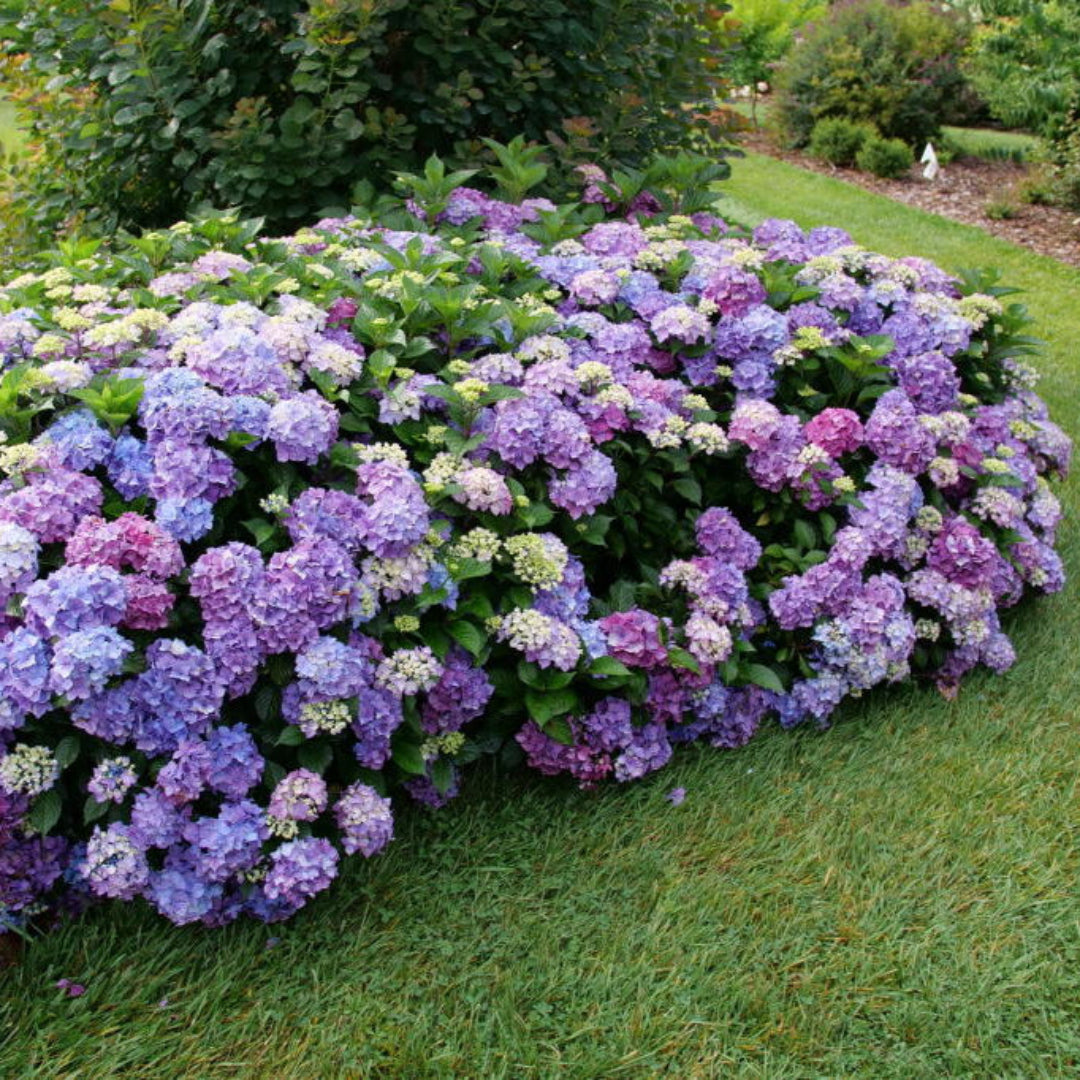 All Summer Beauty Hydrangea