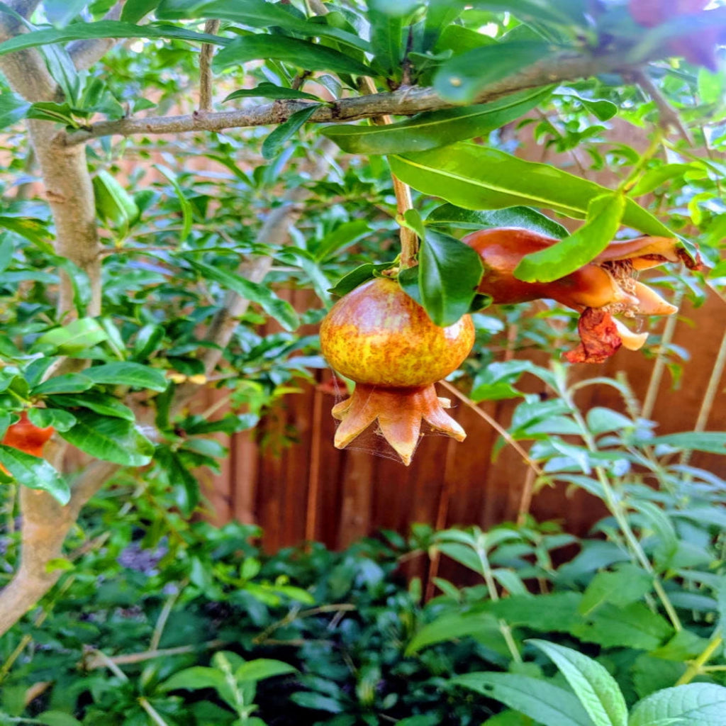 Kazake Pomegranate - Cold Hardy Pomegranate
