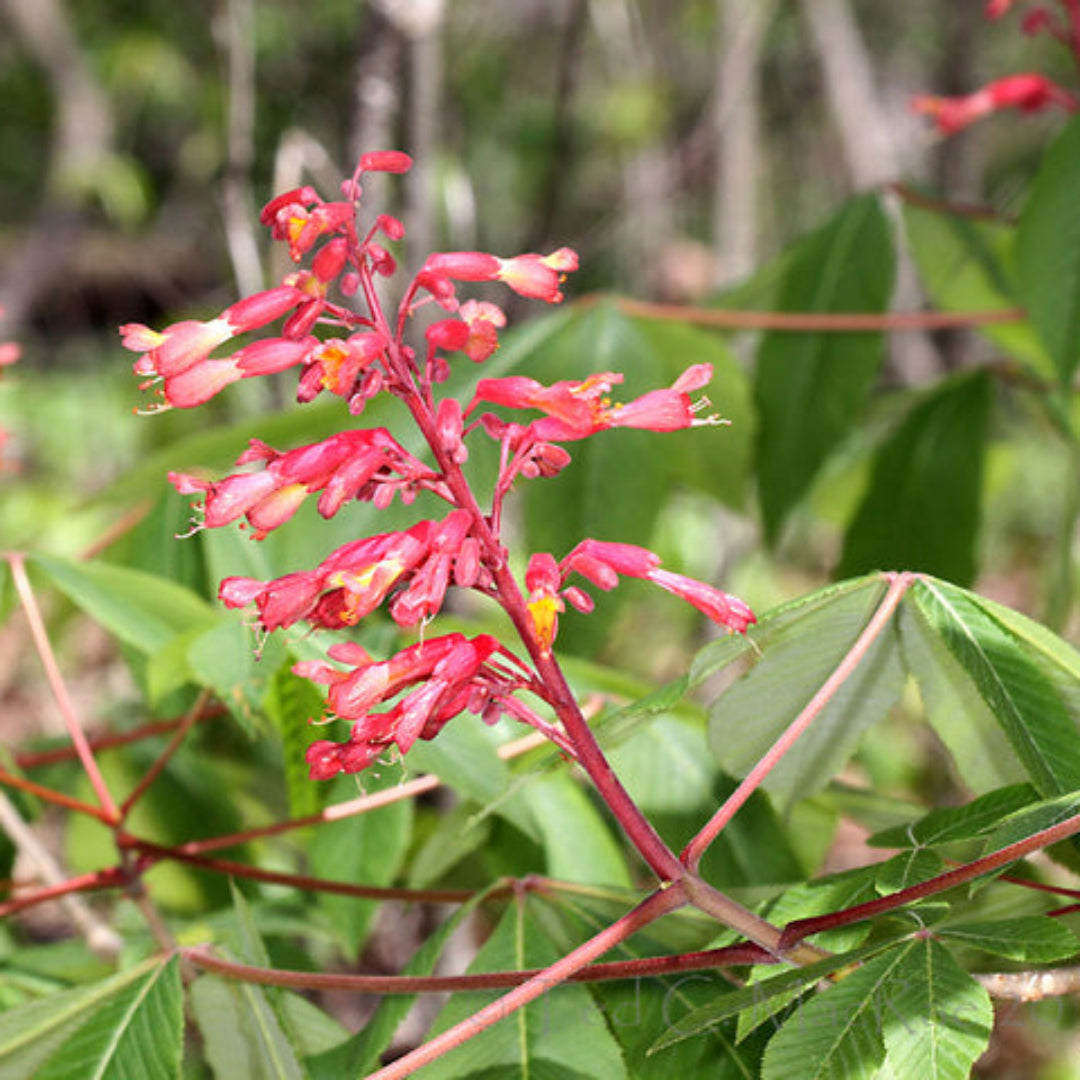Red Buckeye Plant