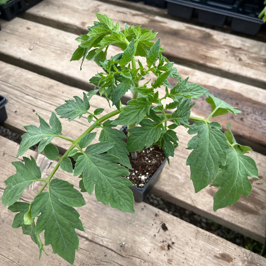 Tomato Plant &