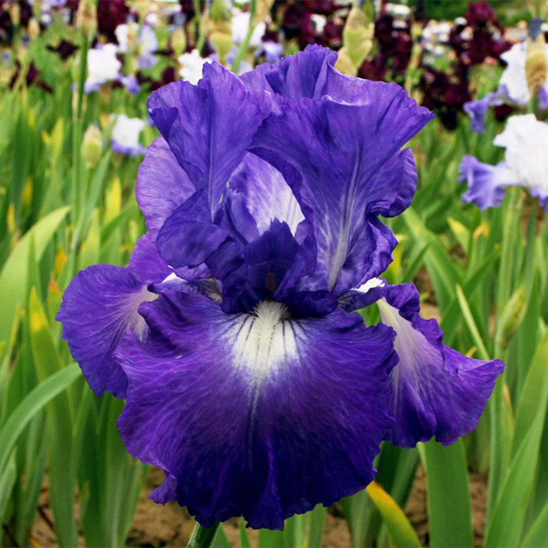 Purple-Blue Flower, Petals Edged with White, Blooms In Spring and Again In Fall.