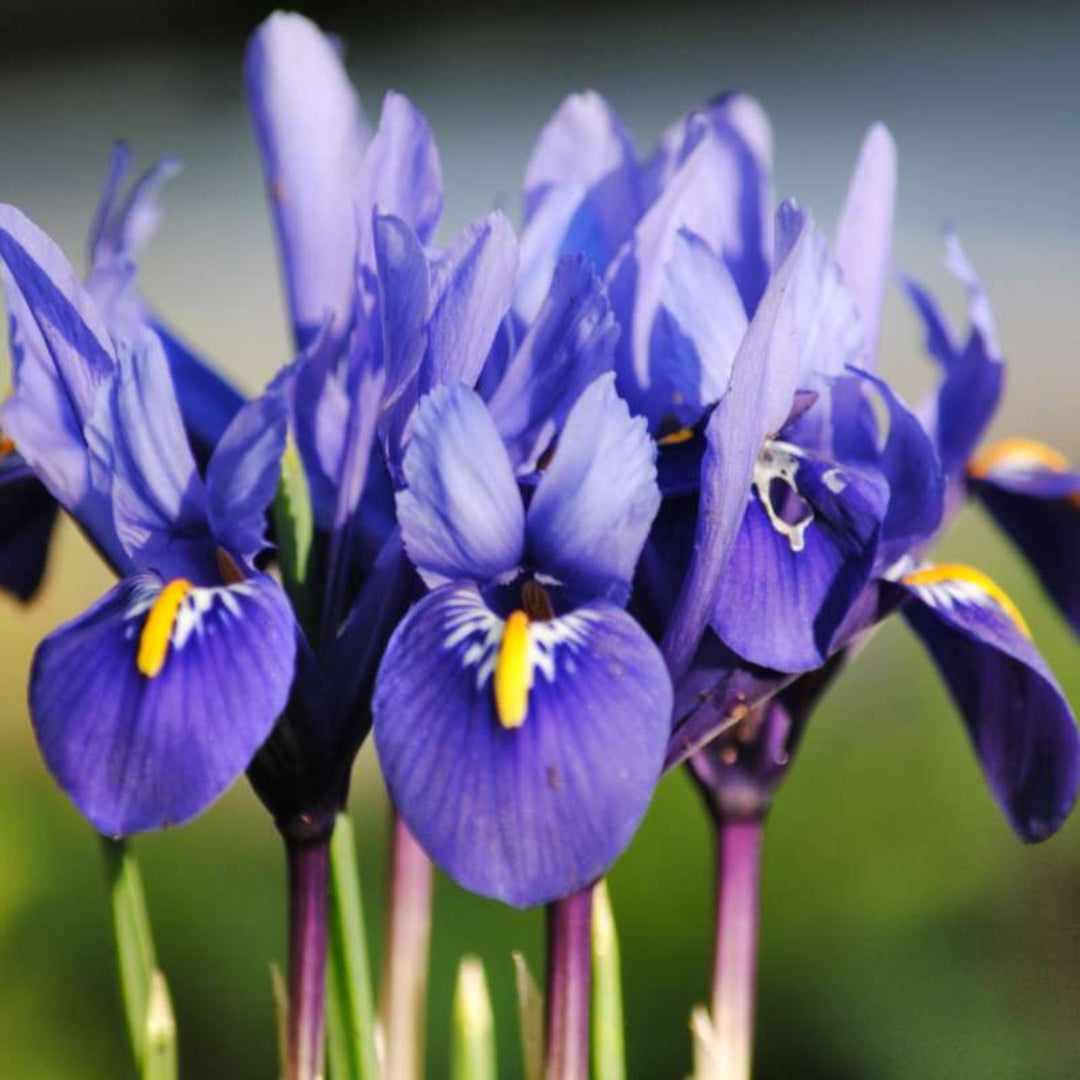 IRIS DUTCH RETICULATA MINIATURE