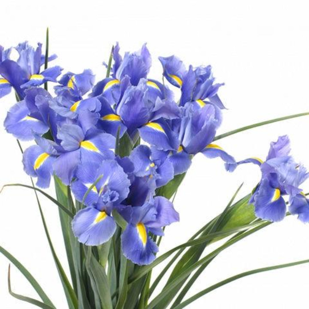 Blue Iris
