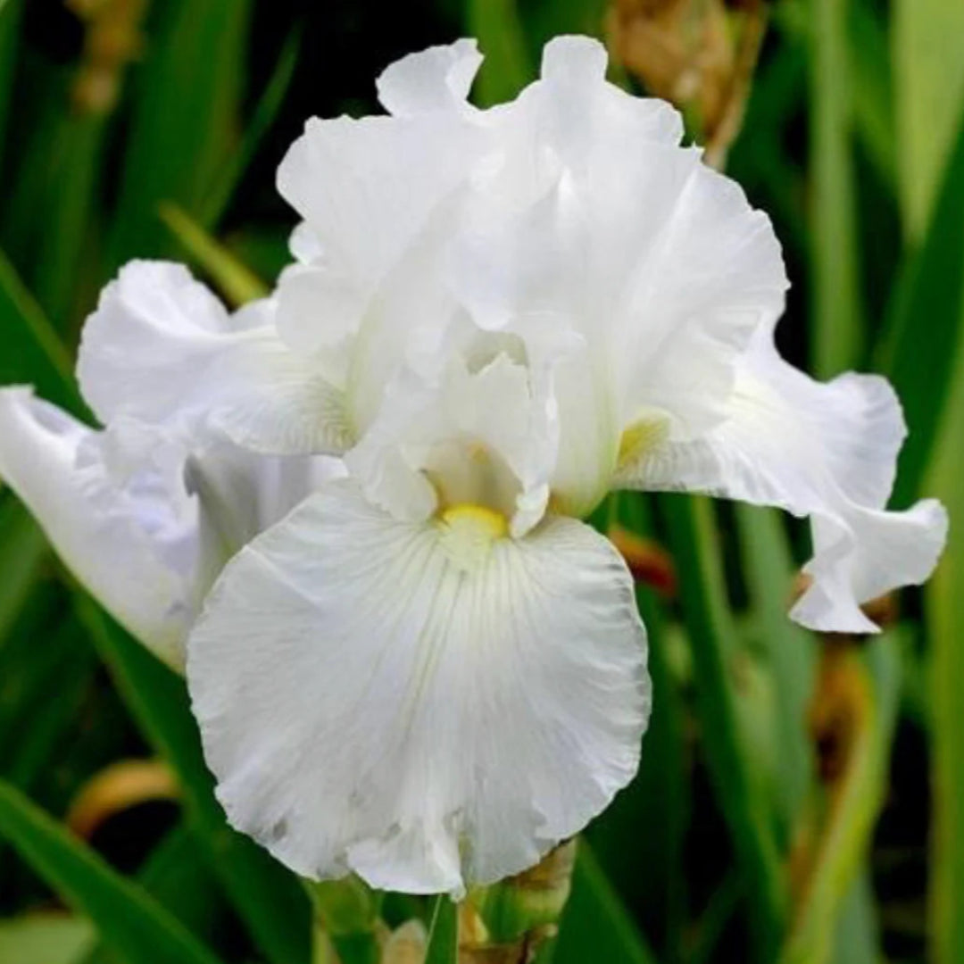 Iris Germanica Immortality
