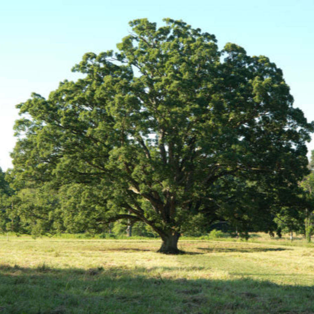White Oak Tree